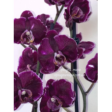 Kemerovoda jinsiy porno qizlar